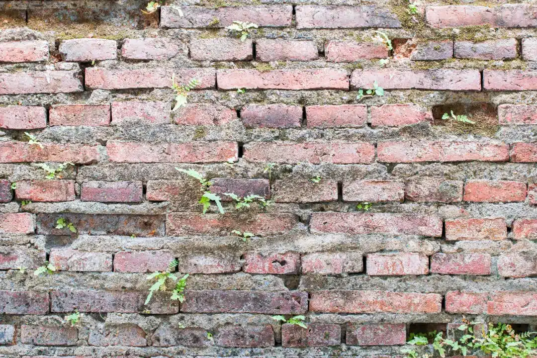 Brick wall showing dirt accumulation and vegetation growth, highlighting potential repointing needs relevant to building insurance claims for brickwork repairs.
