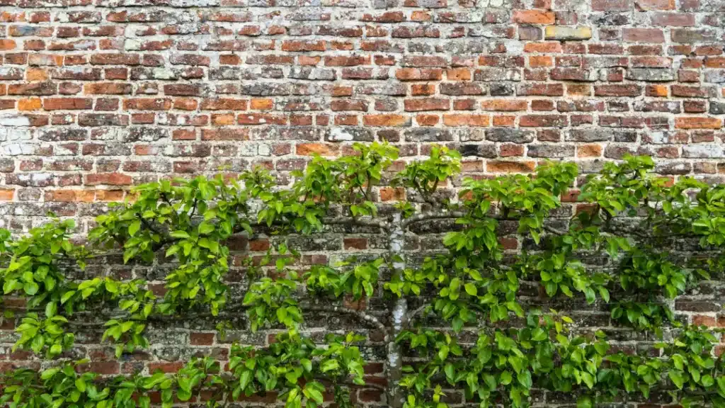 Prevent Efflorescence from Returning Brickwork