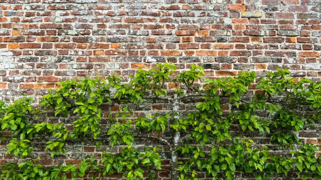 Prevent Efflorescence from Returning Brickwork