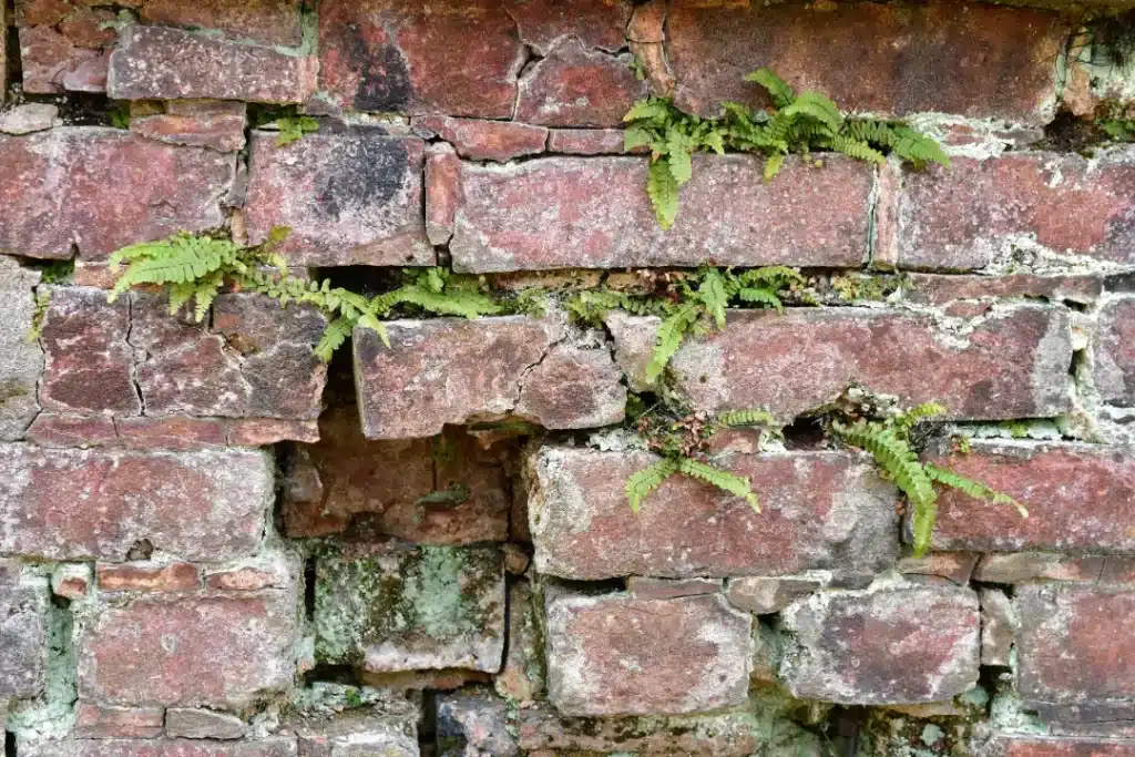 What Causes Green Growth on Bricks